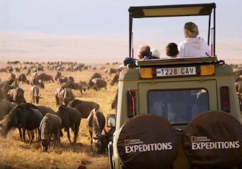 A National Geographic truck overlooking a herd of animals.