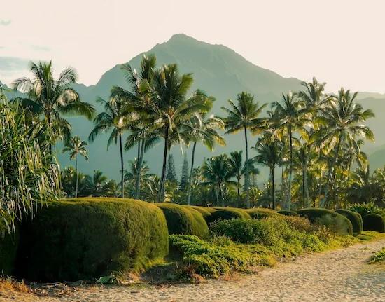 Many palm trees along a sandy beach path and a green mountain view.