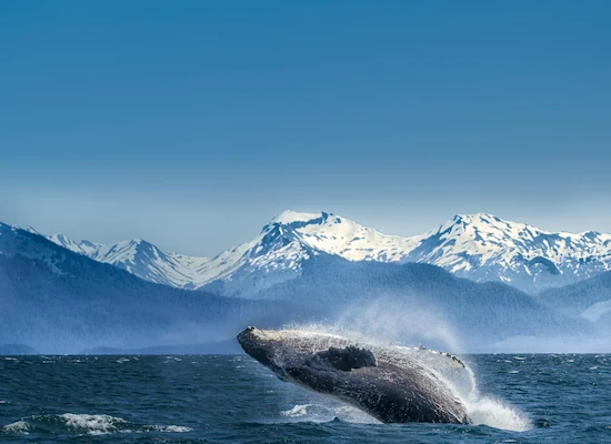 A whale jumping out of the water with a snowy mountain in the background.